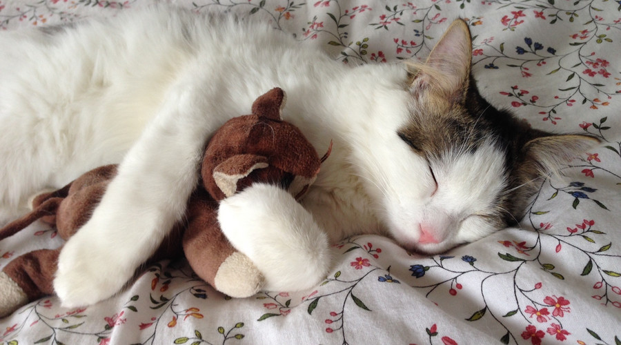 一直在减肥从来未成功,一直在减肥却从来没减过一斤八两