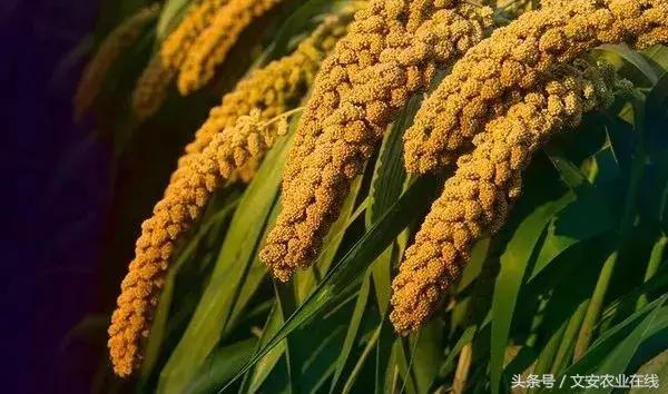 抓点紧，谷子赶快卖，价格可能还要跌！