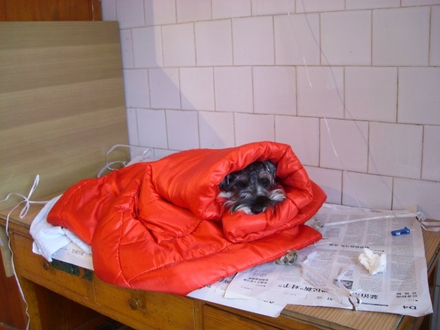 雪纳瑞得了细小什么症状,雪纳瑞细小治愈后能洗澡吗