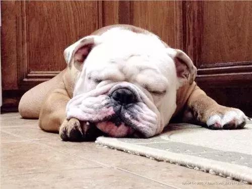 在家打扫卫生要关注安全,家里养宠物犬如何打扫卫生