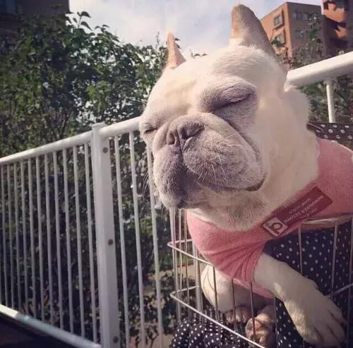 在家打扫卫生要关注安全,家里养宠物犬如何打扫卫生