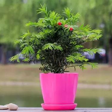 红豆杉盆栽如何介绍,红豆杉盆景教程