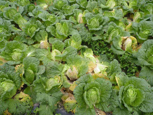 没有不打药的白菜，白菜软腐病该用什么药呢，您知道吗？