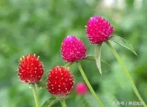 十一月有哪些花盛开,十一月都有哪些典型花朵