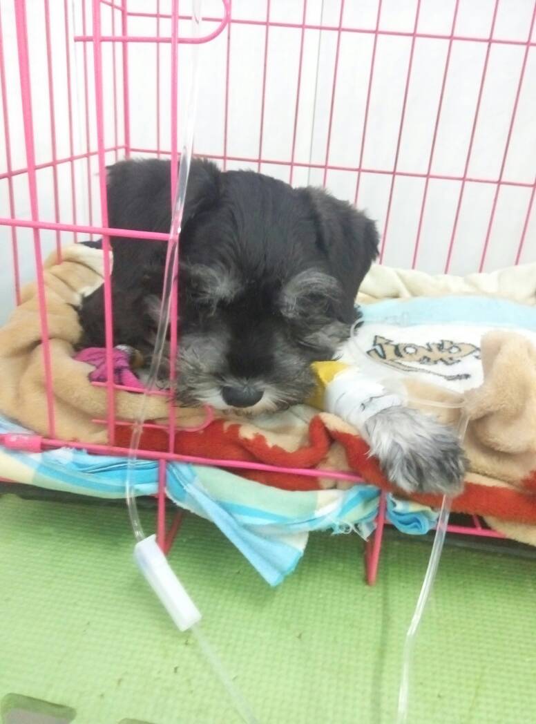 雪纳瑞得了细小什么症状,雪纳瑞细小治愈后能洗澡吗