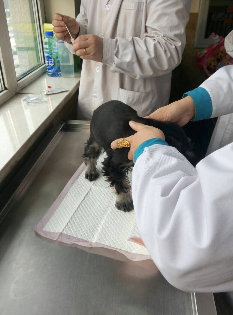 雪纳瑞得了细小什么症状,雪纳瑞细小治愈后能洗澡吗