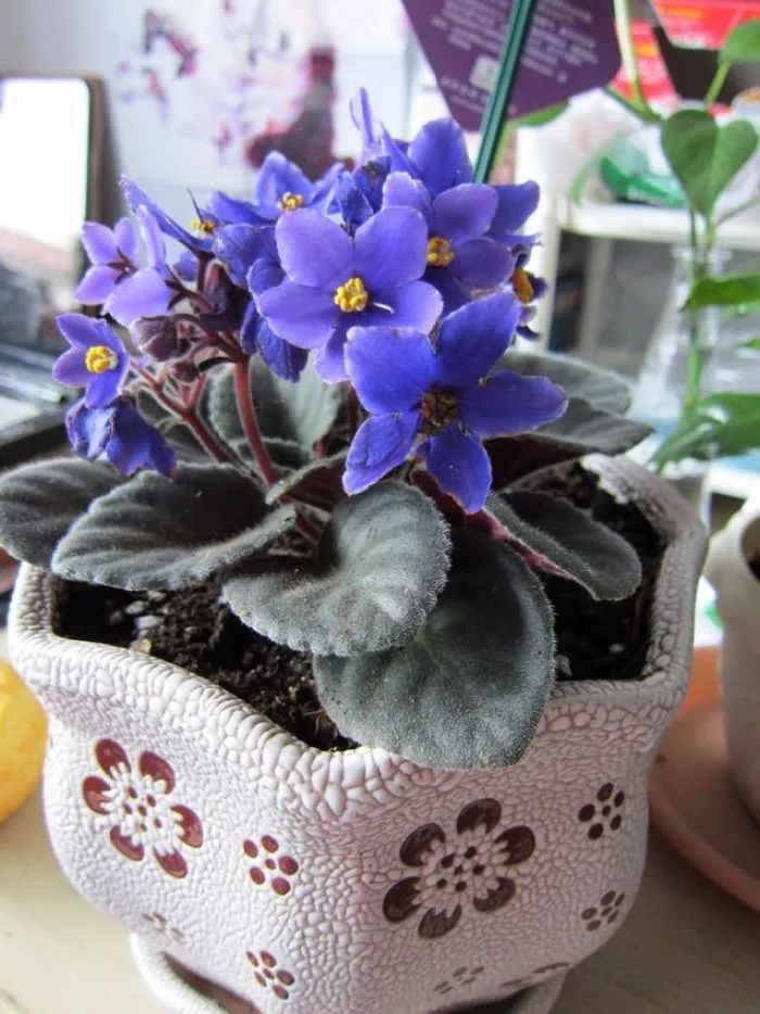 养在室内可以四季开花的非洲堇，为什么花友养没几天就枯萎了