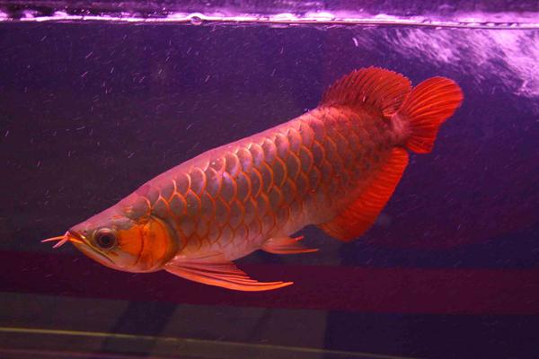 运输过程导致龙鱼沉头的解决方法,龙鱼肠胃问题引起的沉头能自愈吗