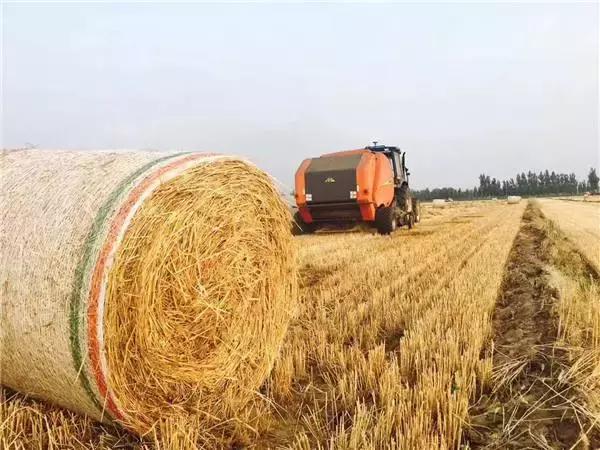 老司机教你开收割机,老司机操作收割机