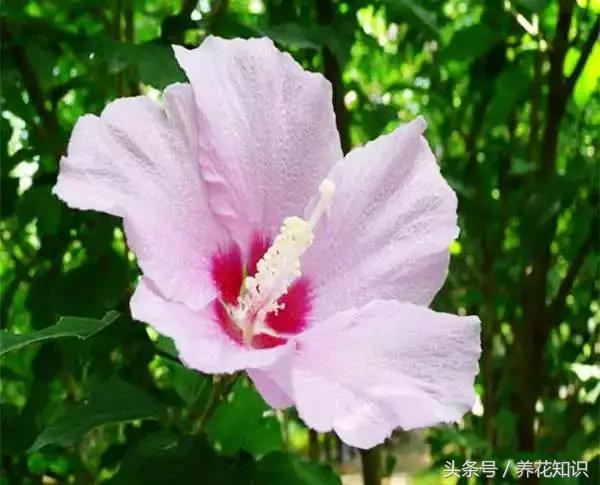 诗经植物图鉴内容,诗经中30植物名