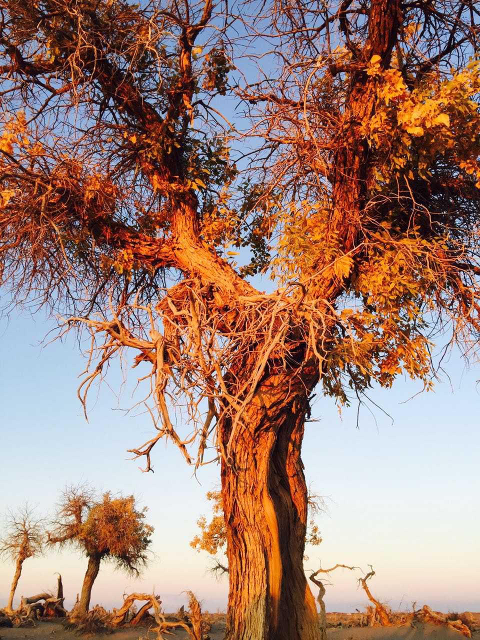 手拍世界（手机摄影沟通平台）-群员作品集（第12期）