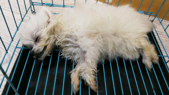 网友买了博美犬不到一天就死了，卖家：有能耐你别从外地买狗