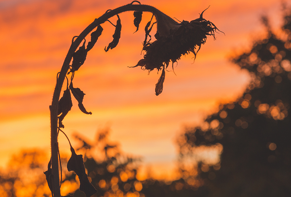 格雷厄姆格林的《恋情的终结》