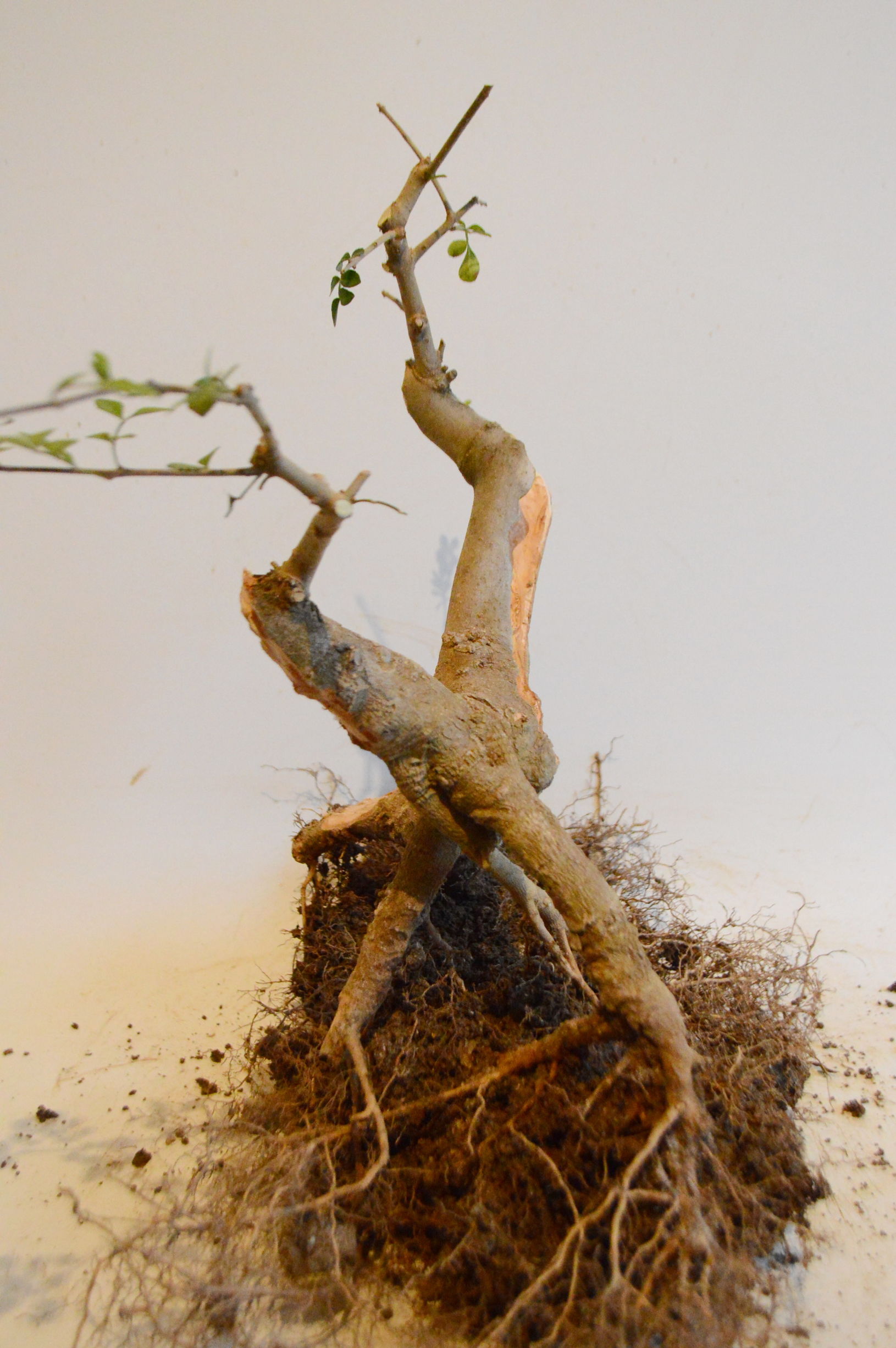 对节白蜡什么时候适合做舍利,对节白蜡舍利制作全过程