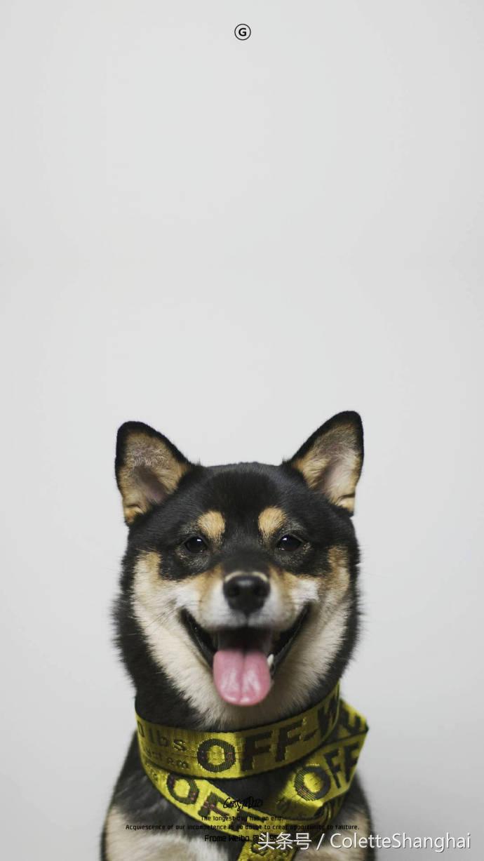 皇室狗狗壁纸,穿衣服的狗狗壁纸