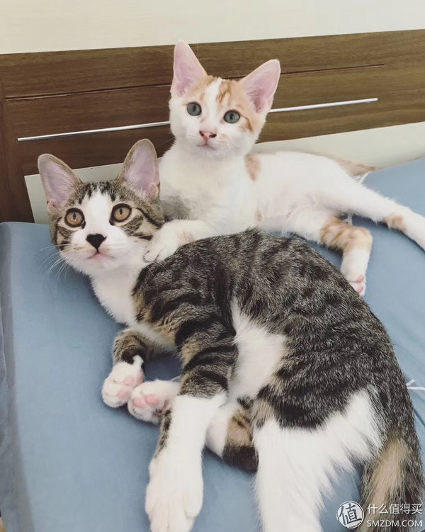 捡到的猫咪要不要归还给原主子,捡到一只流浪猫要关注事项
