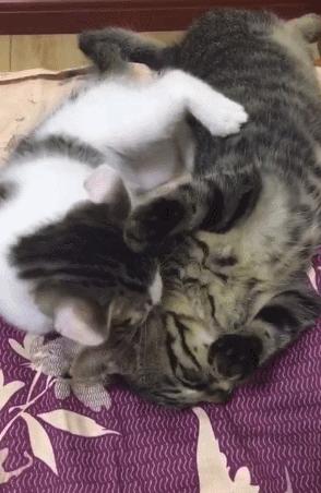 捡到的猫咪要不要归还给原主子,捡到一只流浪猫要关注事项