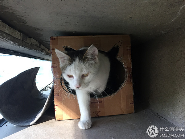 捡到的猫咪要不要归还给原主子,捡到一只流浪猫要关注事项