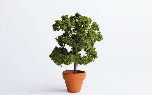 发财树盆栽死了怎么救活,盆栽怎么救活