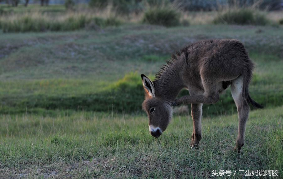 东阿阿胶竞争对手对比,东阿阿胶竞争格局