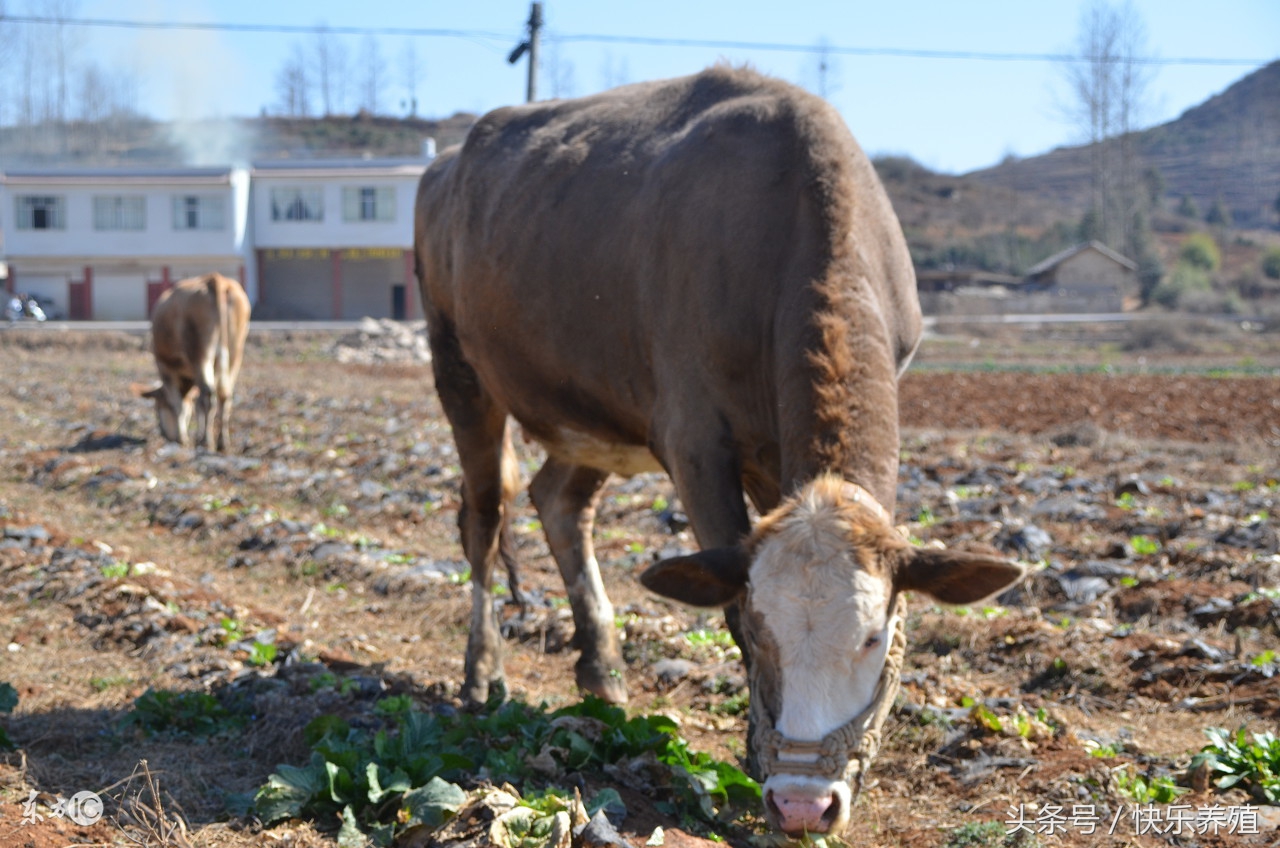 牛吃了塑料铁钉怎么办,为什么养牛户牛会吃铁钉