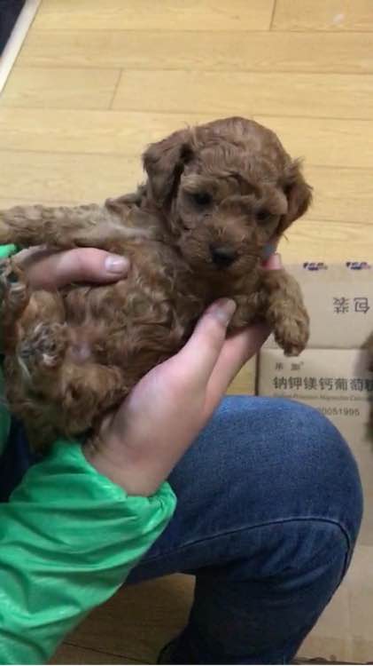 泰迪被领养舍不得原主人,领养泰迪被欺负