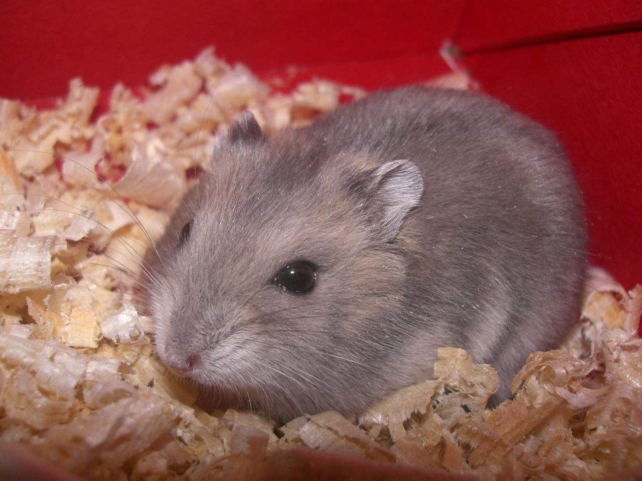 浠撻紶楗插吇澶у叏瑙嗛,浠撻紶楗插吇鎸囧崡鍏荤唺