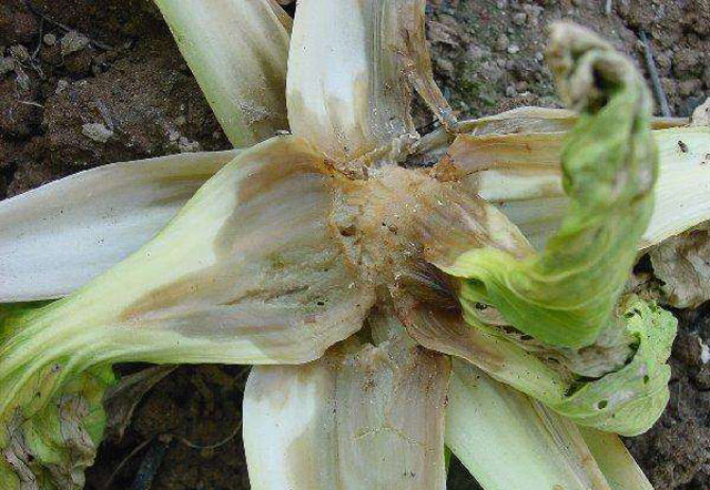 没有不打药的白菜，白菜软腐病该用什么药呢，您知道吗？