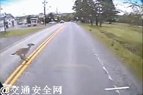 高速撞到动物有什么忌讳,高速行车遇动物怎么办