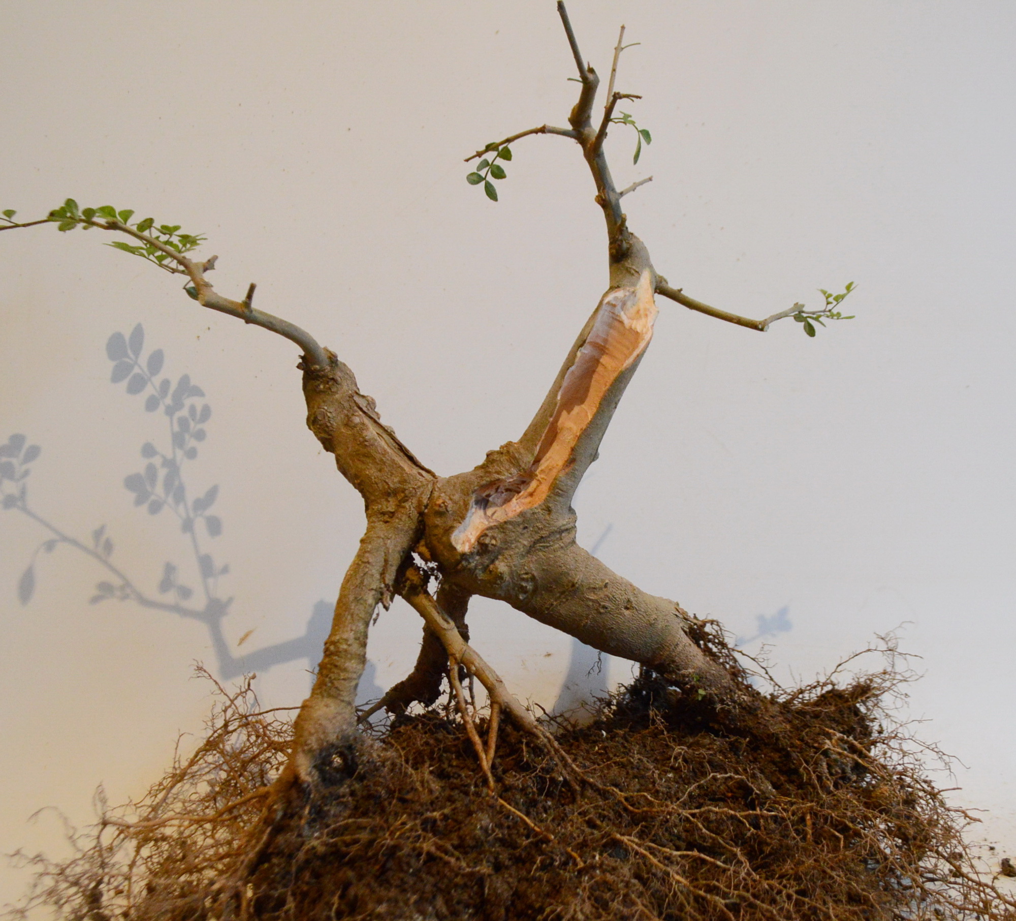 对节白蜡什么时候适合做舍利,对节白蜡舍利制作全过程