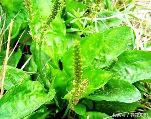 诗经植物图鉴内容,诗经中30植物名