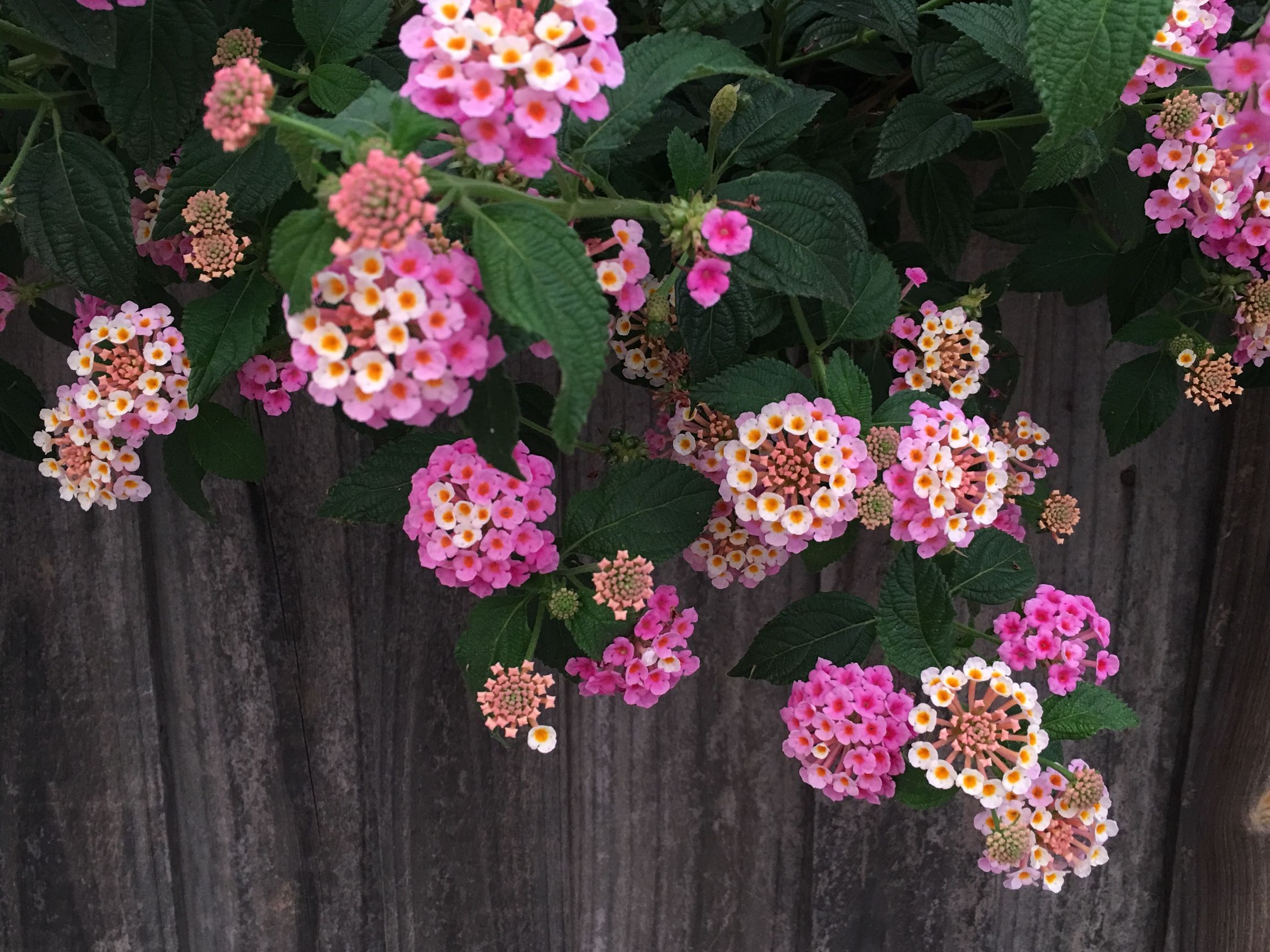 手拍世界（手机摄影沟通平台）-群员作品集（第12期）