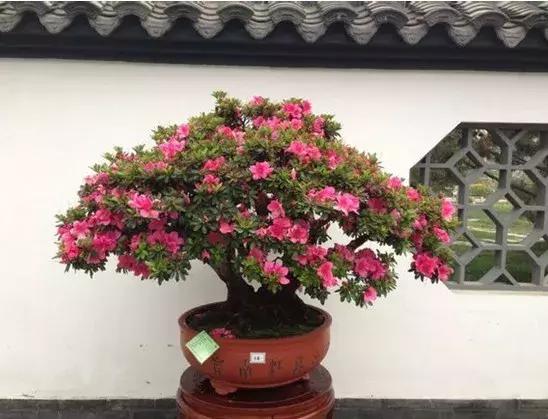 杜鹃花的鉴赏方法,关于杜鹃花的养护知识资料