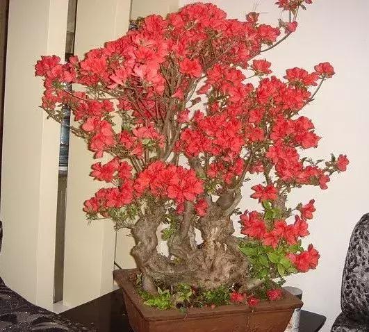 杜鹃花的鉴赏方法,关于杜鹃花的养护知识资料