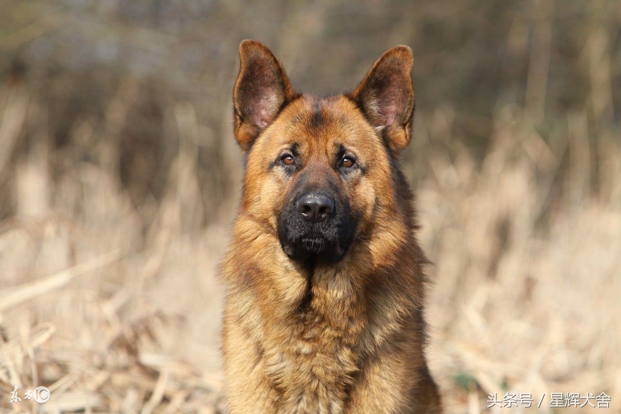 德国牧羊犬病了怎么治疗,牧羊犬生病了怎么处理