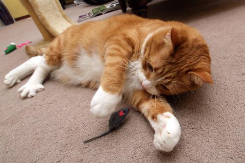 猫咪掉毛过敏症,猫咪过敏怎么办最快最有效