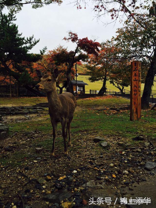 去日本旅游最全攻略,去日本旅游必看