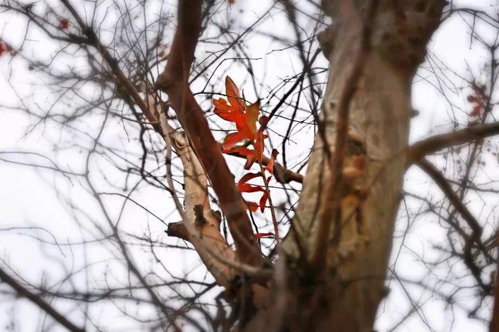 你越黄，我越喜欢！凛冬将至，这是最后一波西太湖的秋景