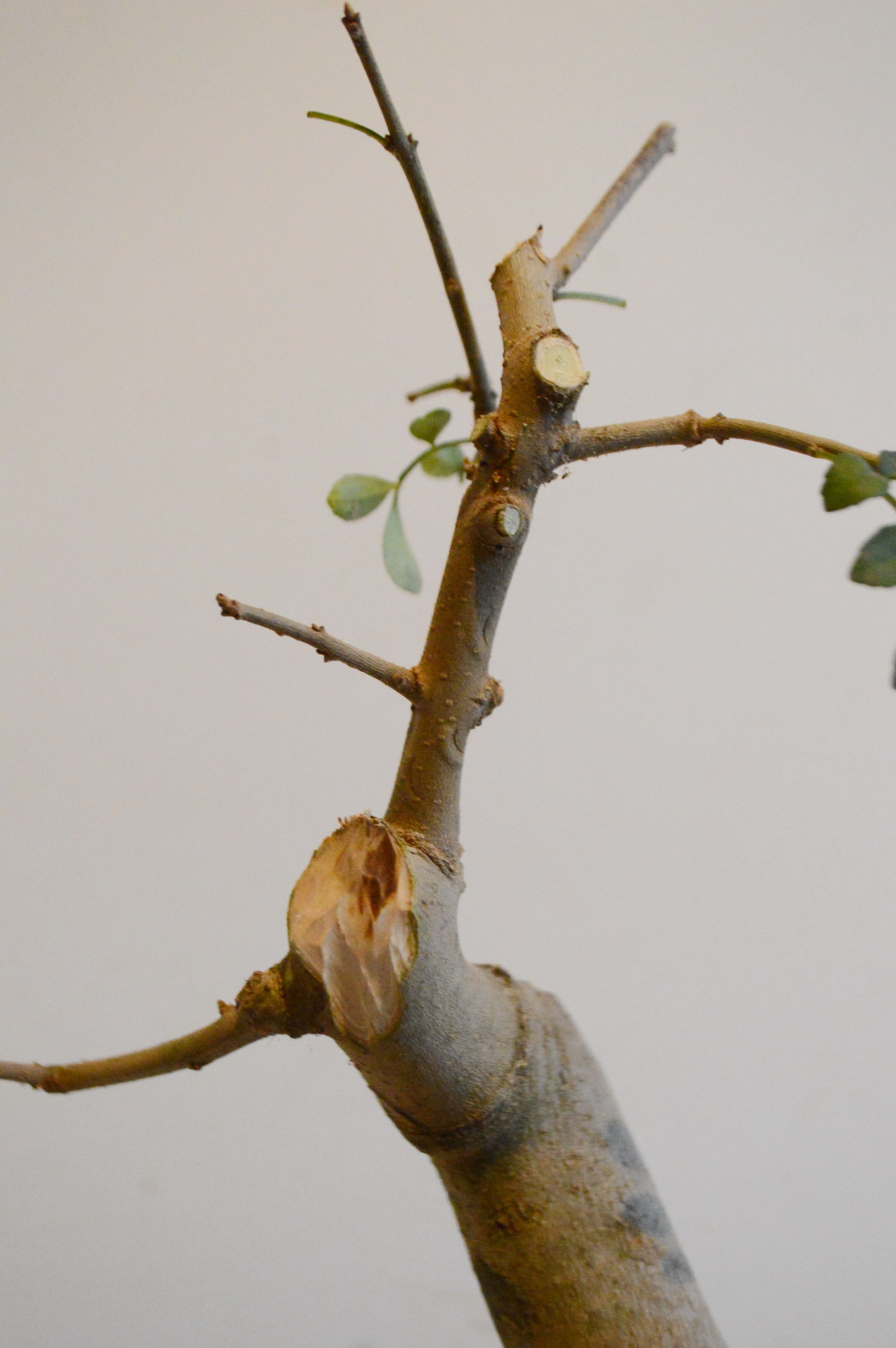 对节白蜡什么时候适合做舍利,对节白蜡舍利制作全过程