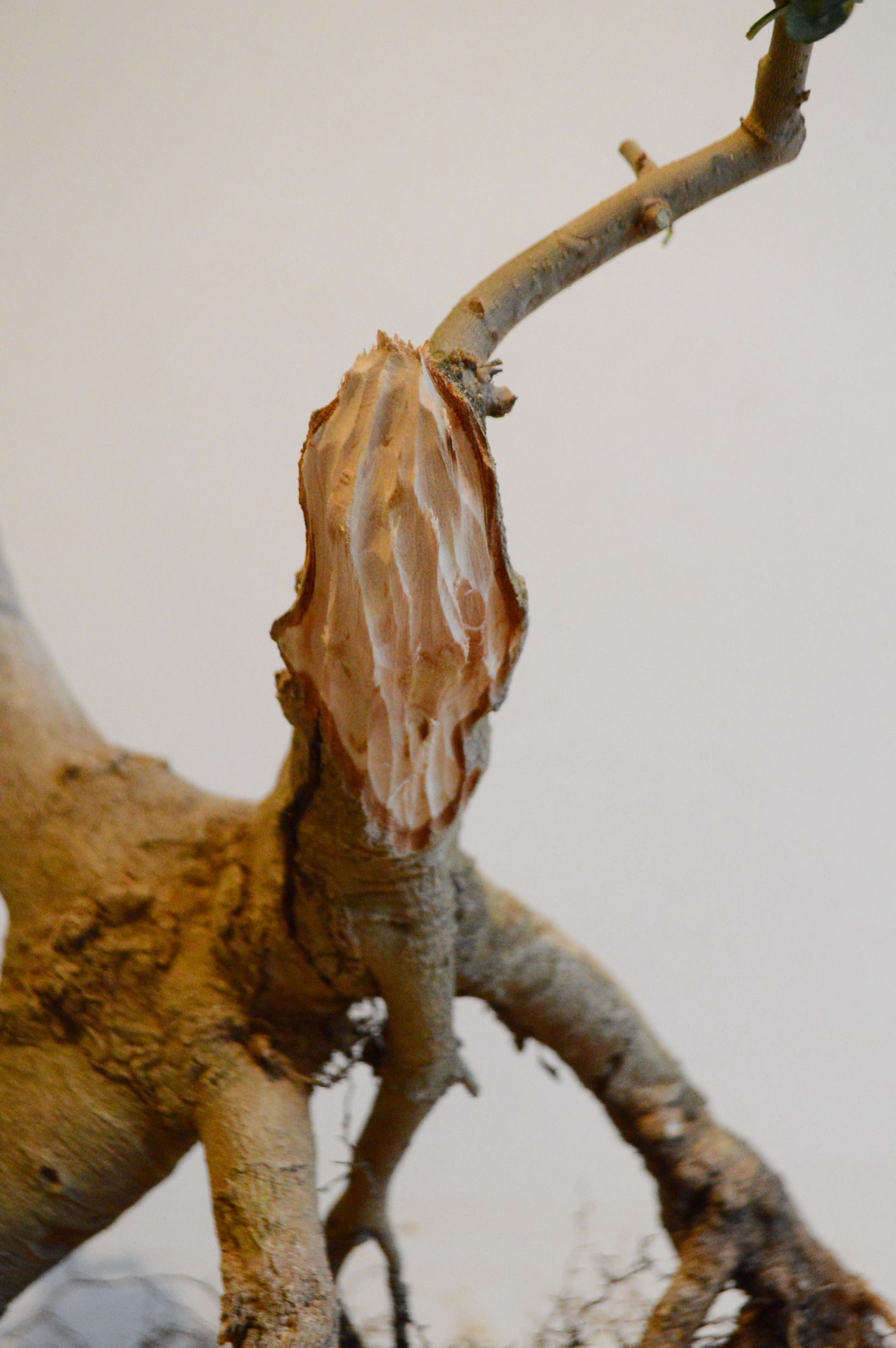 对节白蜡什么时候适合做舍利,对节白蜡舍利制作全过程