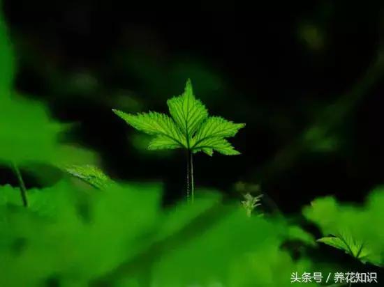诗经植物图鉴内容,诗经中30植物名