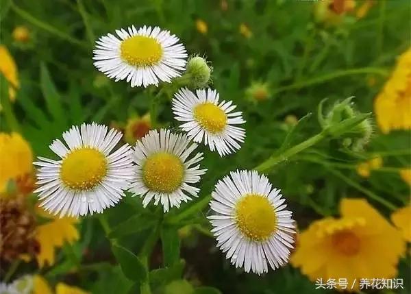 诗经植物图鉴内容,诗经中30植物名