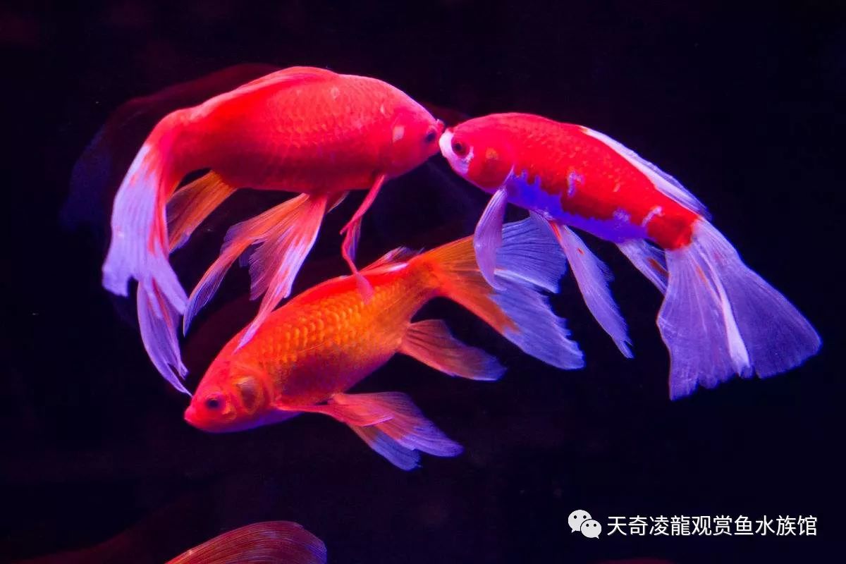 鳑鲏鱼怎样防止寄生虫,鱼身上有寄生虫该怎么办