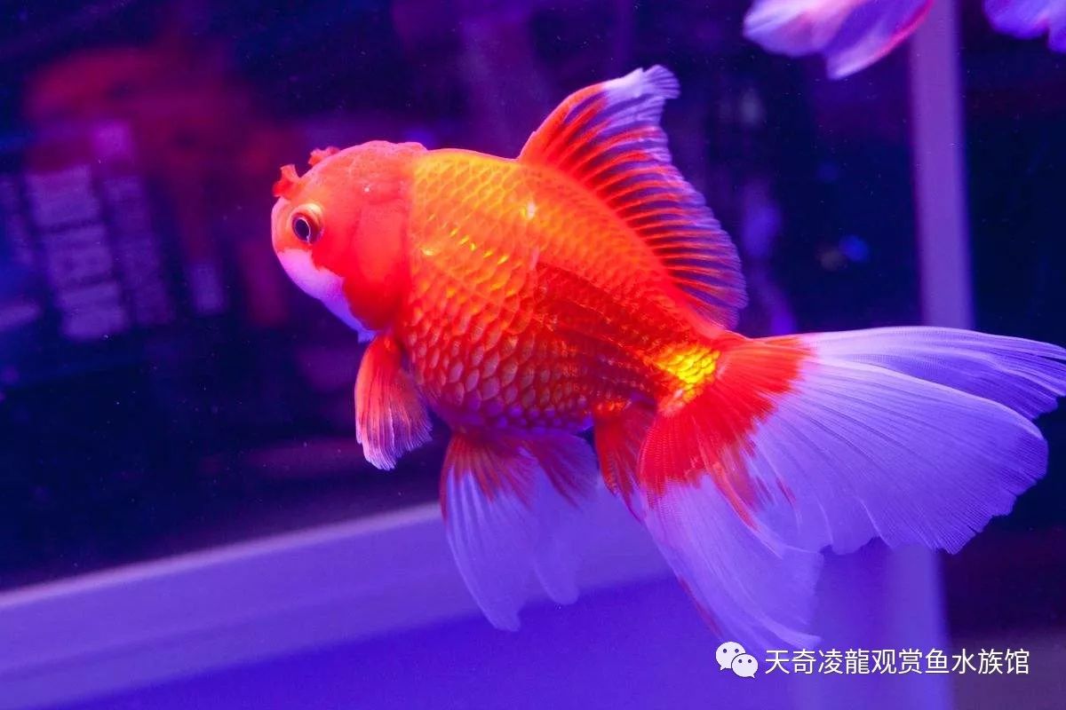 鳑鲏鱼怎样防止寄生虫,鱼身上有寄生虫该怎么办