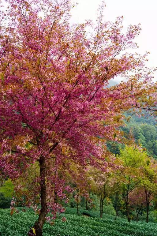 大多数小伙伴儿都不知道的旅行秘密