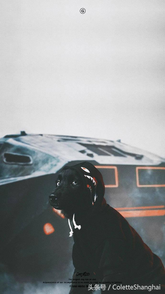 皇室狗狗壁纸,穿衣服的狗狗壁纸