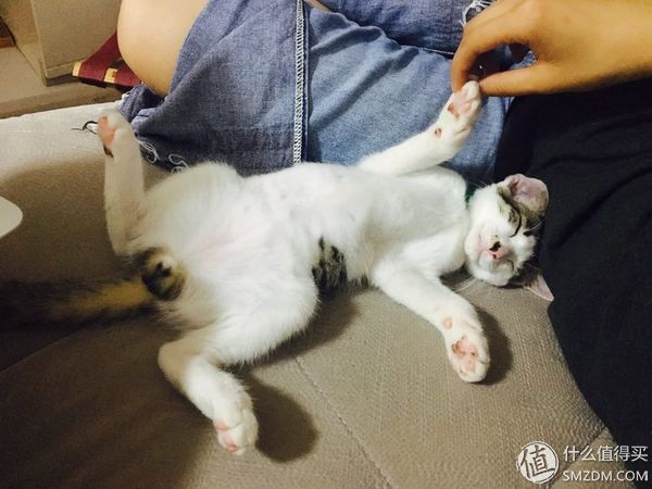 捡到的猫咪要不要归还给原主子,捡到一只流浪猫要关注事项
