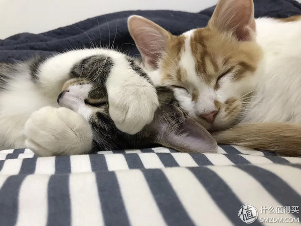 捡到的猫咪要不要归还给原主子,捡到一只流浪猫要关注事项