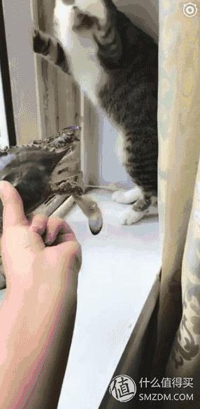 捡到的猫咪要不要归还给原主子,捡到一只流浪猫要关注事项
