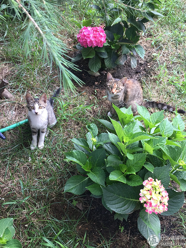 捡到的猫咪要不要归还给原主子,捡到一只流浪猫要关注事项